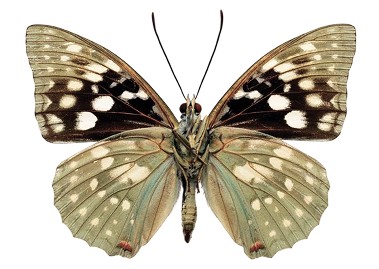 Photo of a butterfly specimen, wings spread, olive and cream with dark patches and white spots