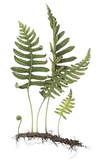 Botanical painting of fern fronds rising from a tangled rhizome
